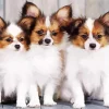 Three Cute Papillon Dogs Diamond Painting