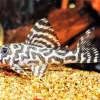 Tiger Pleco Fish Diamond Painting