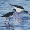 Two Black Necked Stilt Birds Diamond Painting