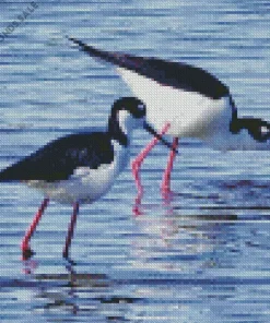 Two Black Necked Stilt Birds Diamond Painting