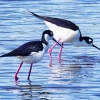 Two Black Necked Stilt Birds Diamond Painting