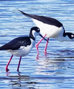 Two Black Necked Stilt Birds Diamond Painting