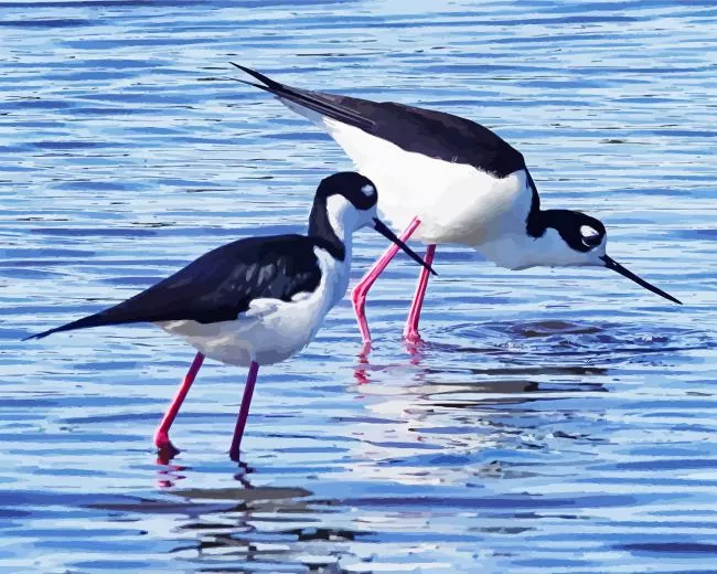 two Black Necked Stilt birds Diamond Paints Two Black Necked Stilt Birds Diamond Painting