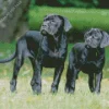Two Cane Corso Dogs Diamond Painting
