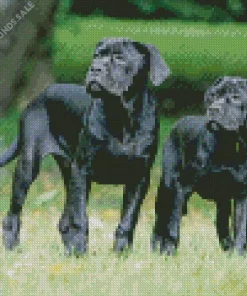 Two Cane Corso Dogs Diamond Painting