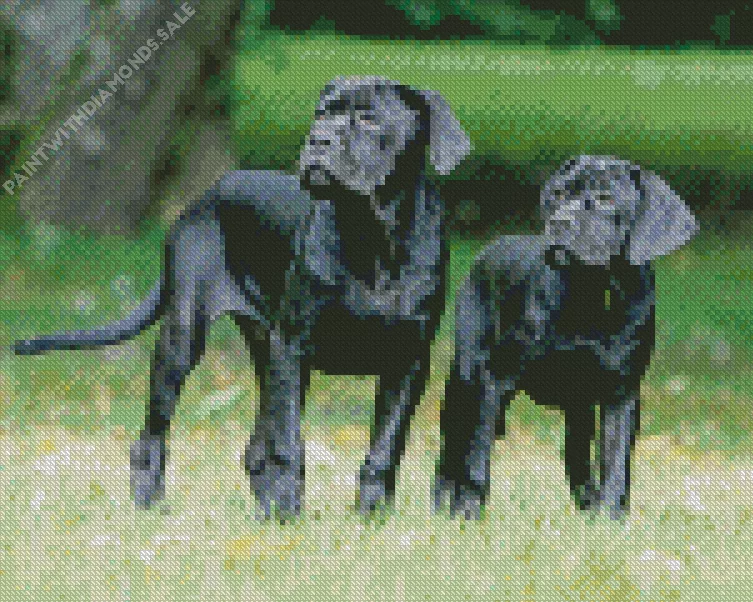 two Cane Corso dogs Diamond Dotz Two Cane Corso Dogs Diamond Painting