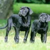 Two Cane Corso Dogs Diamond Painting