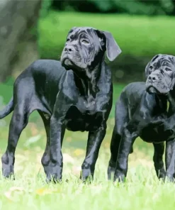 Two Cane Corso Dogs Diamond Painting