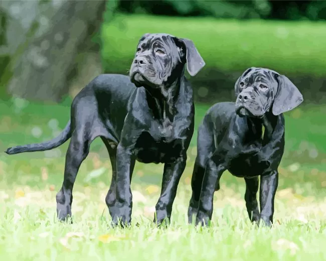 two Cane Corso dogs Diamond Paintings Two Cane Corso Dogs Diamond Painting