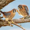 Two Cute American Kestrel Birds Diamond Painting