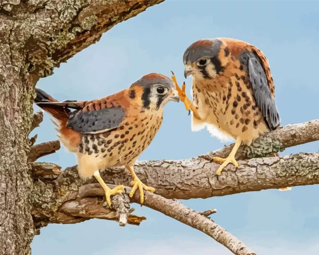 two cute American Kestrel birds Diamond By Numbers Two Cute American Kestrel Birds Diamond Painting