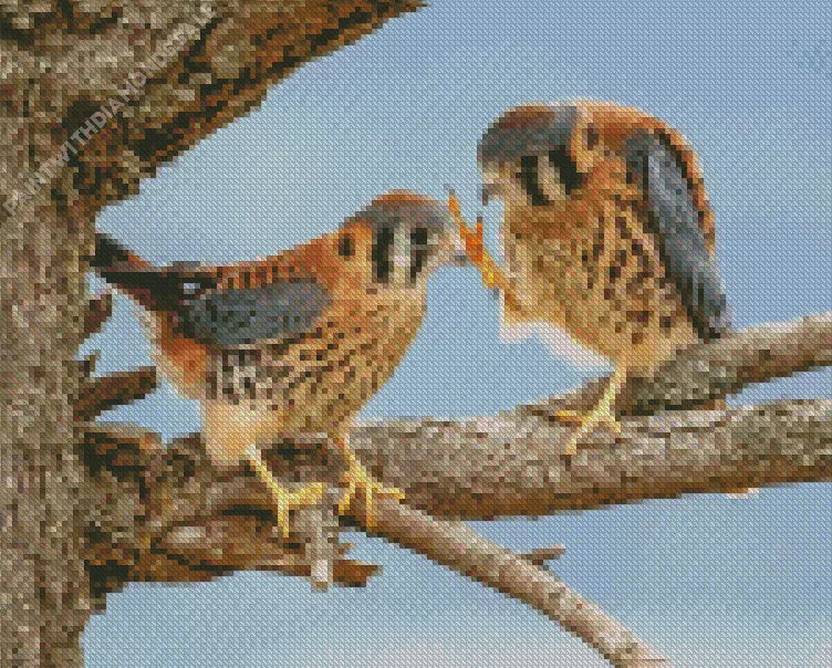 two cute American Kestrel birds Diamond Paints Two Cute American Kestrel Birds Diamond Painting