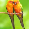 Two Cute Conure Birds Diamond Painting