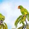Two Cute White Fronted Amazon Diamond Painting