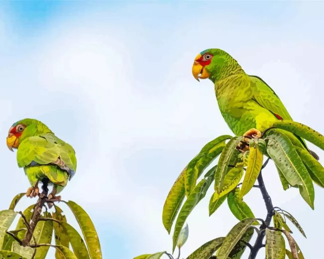 two cute White Fronted Amazon Diamond By Numbers Two Cute White Fronted Amazon Diamond Painting