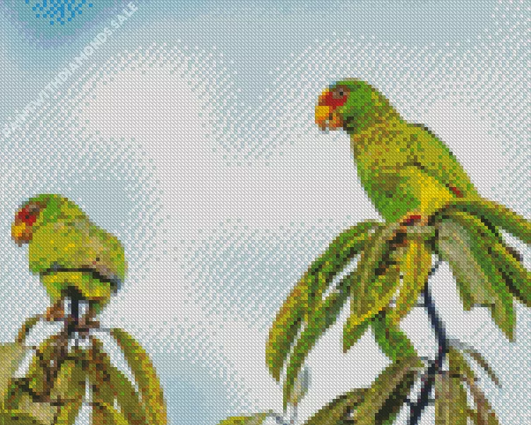 two cute White Fronted Amazon Diamond Dotz Two Cute White Fronted Amazon Diamond Painting