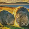 Two Cute Wombats Diamond Painting