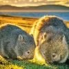 Two Cute Wombats Diamond Painting