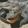 Two Wild Alligators Diamond Painting