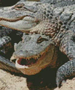 Two Wild Alligators Diamond Painting