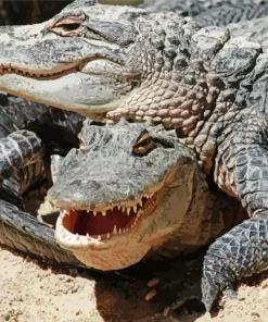 Two Wild Alligators Diamond Painting