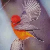 Vermillion Flycatcher Flying Diamond Painting