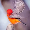 Vermillion Flycatcher Flying Diamond Painting