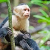 Watchful Capuchin Monkey Diamond Painting