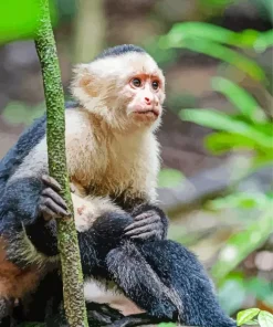 Watchful Capuchin Monkey Diamond Painting