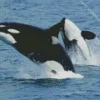 Whales Orcas Diamond Painting