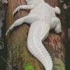 White Alligator Diamond Painting