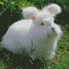 White Angora Rabbit Diamond Painting
