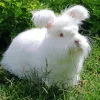 White Angora Rabbit Diamond Painting