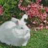 white Angora rabbit art Diamond Paintings