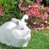 white Angora rabbit art Diamond Paintings