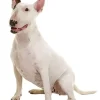 White Bull Terrier Diamond Painting