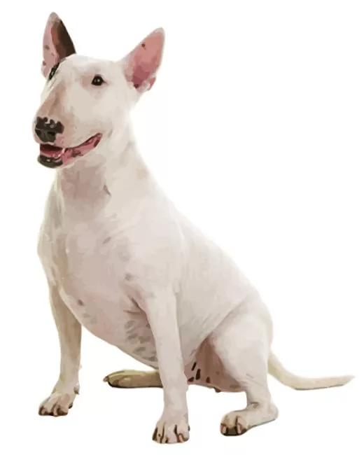 white Bull Terrier Diamond Paintings White Bull Terrier Diamond Painting