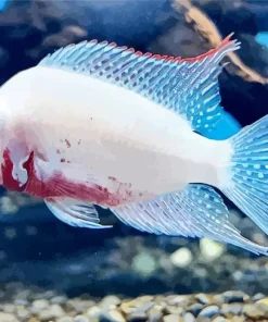 White Cichlid Fish Diamond Painting