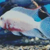 White Cichlid Fish Diamond Painting