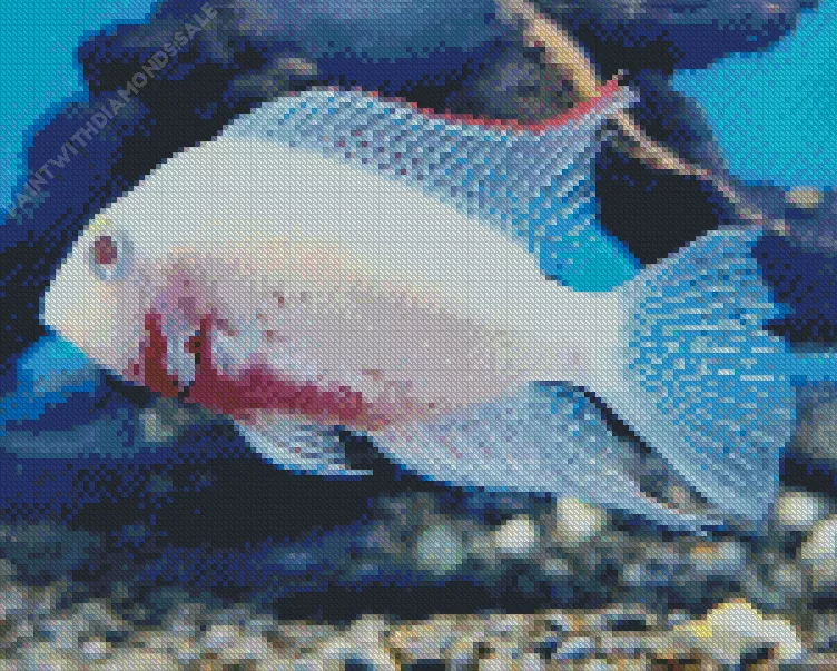 white Cichlid fish Diamond With Numbers White Cichlid Fish Diamond Painting