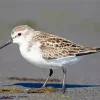 White Sandpiper Diamond Painting