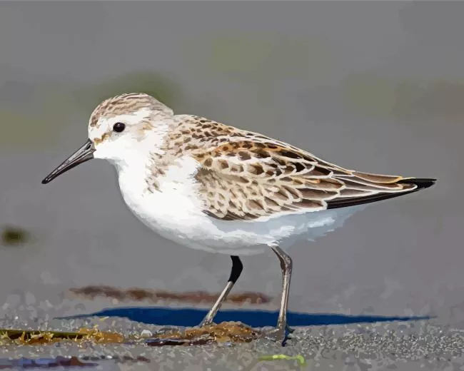 white Sandpiper Diamond By Numbers White Sandpiper Diamond Painting