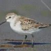 White Sandpiper Diamond Painting