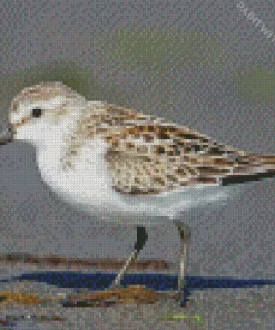 White Sandpiper Diamond Painting