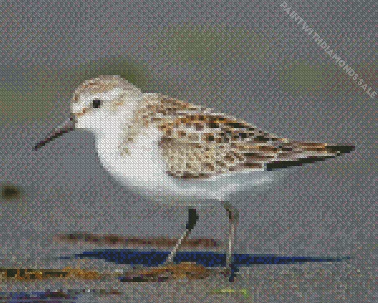 white Sandpiper Diamond Dotz White Sandpiper Diamond Painting