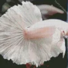White Siamese Fighting Fish Diamond Painting