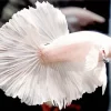 White Siamese Fighting Fish Diamond Painting