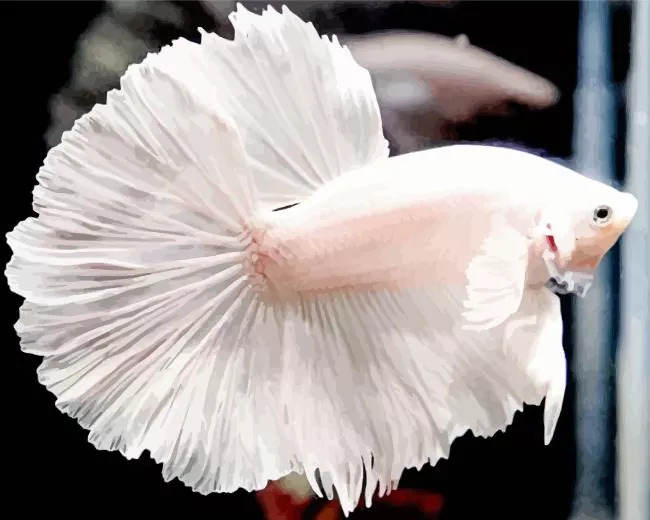 white Siamese fighting fish Diamond With Numbers White Siamese Fighting Fish Diamond Painting