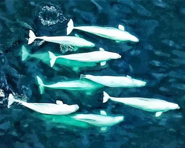 white Whales Diamond With Numbers White Whales Diamond Painting