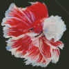 White And Red Betta Fish Diamond Painting
